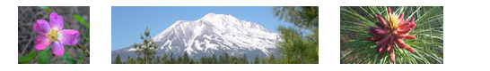 Mt. Shasta and local flora